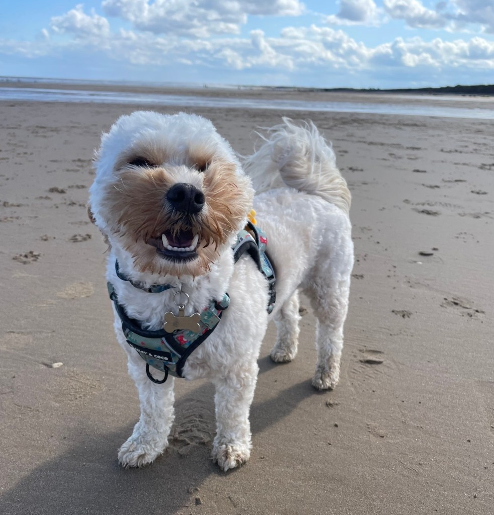 Yorkshire beach days out
Dog friendly beach yorkshire